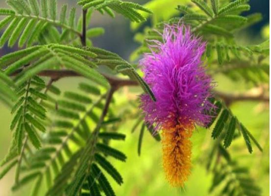 Shami Ke Upay : इस पौधे से दूर हो जाती है पैसे की तंगी ,मनचाही सफलता प्राप्त होती है