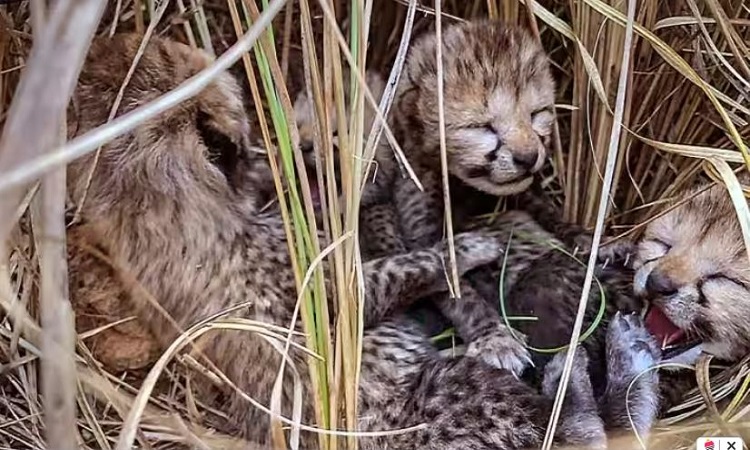 Kuno National Park: कूनो नेशनल पार्क में दो और चीता शवकों की मौत, जानिए अब तक कितने ने दम तोड़ा