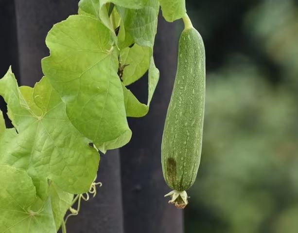 Tori Diet : तोरई को करें थाली में शामिल, नहीं आएगा बुढ़ापा और चमकने लगेगा चेहरा