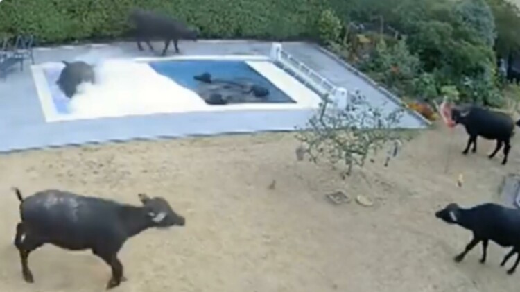 Buffaloes swimming pool bath video: स्विमिंग पूल में भैंसों ने किया शाही स्नान, वीडियो देख आप भी होंगे हैरान
