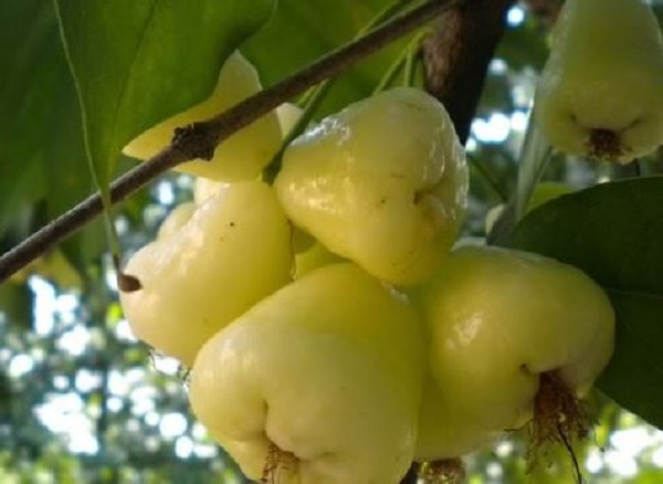 white jamun health