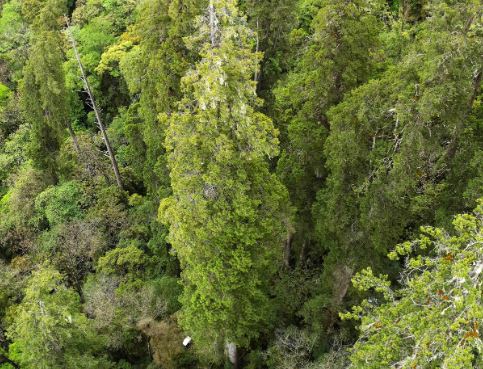 Tallest tree of Asia : एशिया का सबसे ऊंचा पेड़ तिब्‍बत में मिला, ऊंचाई 335 फीट से अधिक