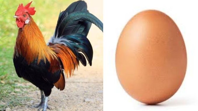 Puzzle Challenge News : धरती पर पहले अंडा नहीं बल्कि मुर्गा-मुर्गी आए थे, रिसर्च में बड़ा खुलासा