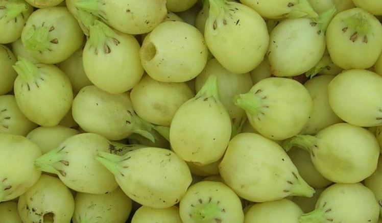 Mahua Fruit : महुआ का फल में छिपा है सेहत का राज,स्वाद से भरपूर अचूक औषधि है