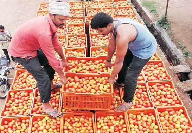 Tomato Rate : यूपी के इस जिले में अभी भी 10₹ किलो बिक रहा टमाटर, कई जगह 100 के पार पहुंचा भाव