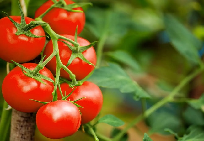Tomatoes are very Beneficial: चेहरे की टैनिंग से लेकर इन बीमारियों के लिए है बेहद फायदेमंद टमाटर