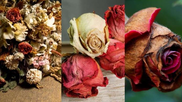 Vastu Tips : सूखे फूलों का करें ये काम, घर का वातावरण सकारात्मक बना रहता है