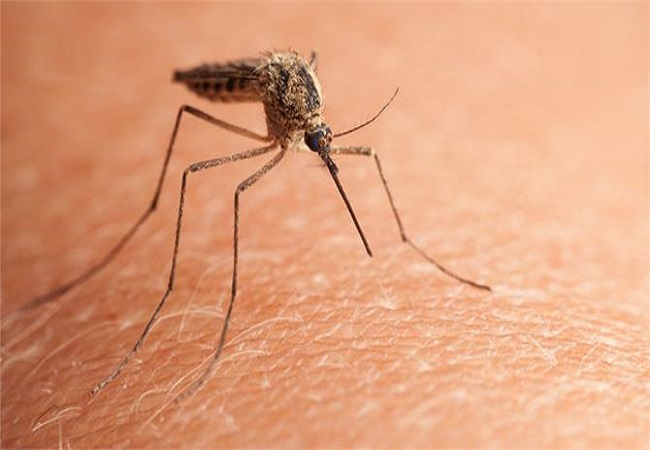 Trick to Repel Mosquitoes: मच्छर को घर से दूर भगाने और मारने की बेहद आसान सा घरेलू नुस्खा