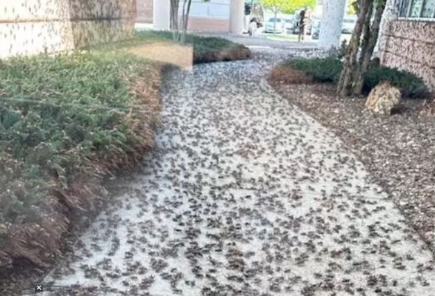 US Nevada Crickets Attack : अमेरिका के नेवादा में लाखों झींगुरों का हमला, सड़क पर चलना दूभर हो गया