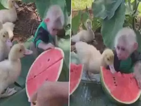 Cute Video Viral: बत्तख के साथ मिलकर तरबूज खाता दिखा बंदर, क्यूट वीडियो ने मोहा लोगों का दिल