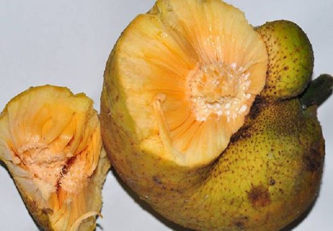 Benefits of Barhal: बेहद सस्ता और आसानी से मिल जाने वाले इस फल में छिपे हैं कई औषधीय गुण