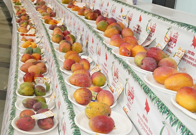 Late Mango Festival : आम की शानदार किस्मों का प्रदर्शन, लाल रंग के आमों ने बटोरी सुर्खियां