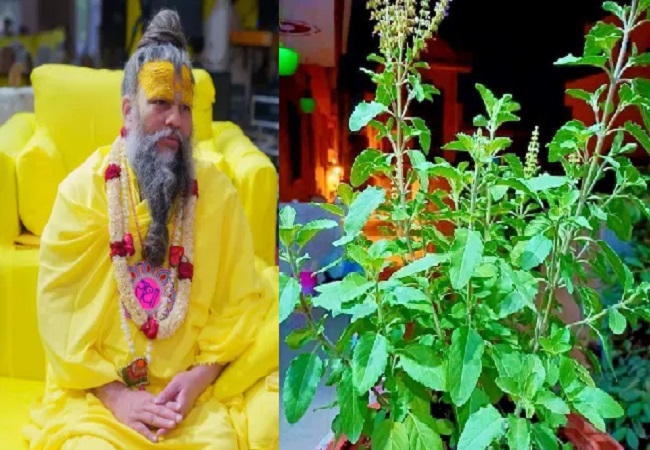 Tulsi ki seva: महाराज जी ने बताया अगर तुलसी की कर ली ये दो प्रकार की सेवा तो ठाकुरजी की सेवा से नहीं है कम