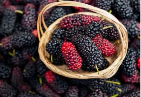 Mulberry Control Diabetes : ब्लड शुगर को कंट्रोल में रखता है ये मीठा फल, चमकदार स्किन के लिए चमत्कारी है