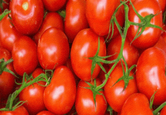 Tomato is Beneficial for Health: वजन घटाने और इम्यूनिटी बढ़ाने में भी फायदेमंद है टमाटर