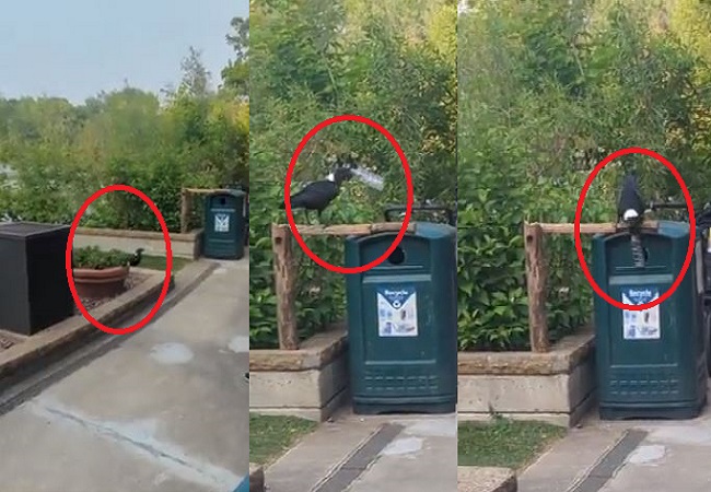 The crow threw the water bottle into the dustbin by pressing it in its beak.
