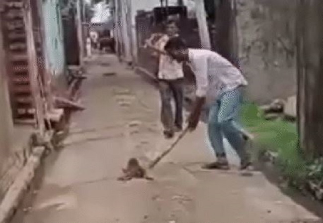 monkey was beaten to death