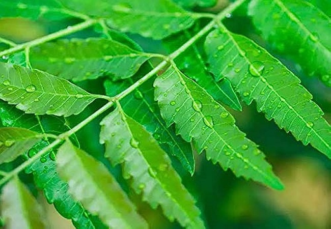Benefits of Neem Leaf in Sugar: शुगर के मरीजों के लिए कितनी फायदेमंद हैं नीम की पत्तियां