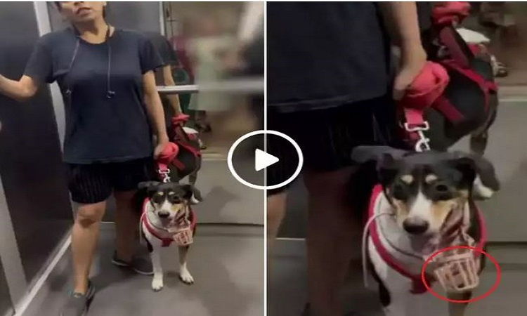 तुम्हारी बीवी से अच्छी ही हूं… लिफ्ट में कुत्ते को ले जा रही महिला ने कपल से की बहस, देखिए वीडियो