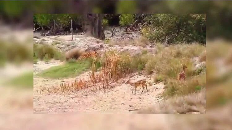 Tiger Viral Video: टाइगर देख कुछ ऐसे फरार हुआ हिरण, देख आप भी रह जाएंगे दंग
