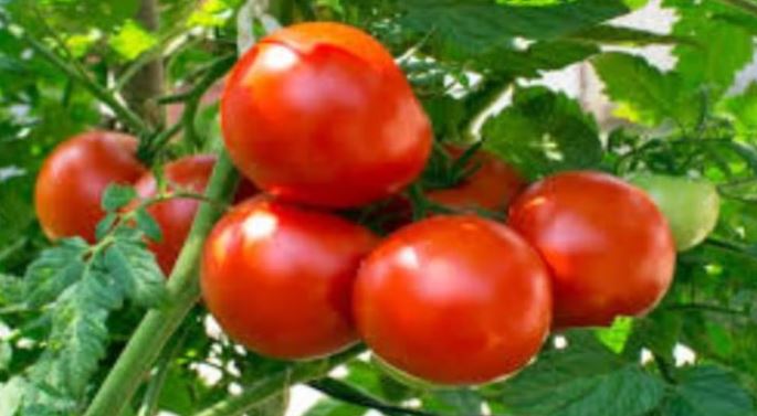 Tomato Rate: टमाटर के बढ़ते दाम ने बिगाड़ा किचन का जायका, जानिए कहां कितने रुपये हैं दाम