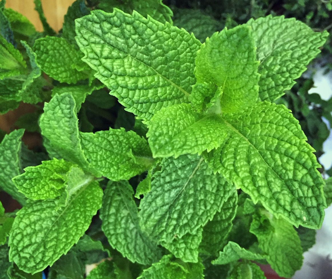 Mint Health Tips : हरा पुदीना स्वाद और सेहत का रखवाला है , कई बीमारियों में है रामबाण