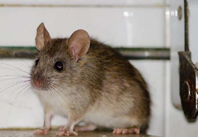 Ban the Entry of Rats : घर में चूहों की एंट्री को इस तरह सेे हमेशा के लिए करें बैन