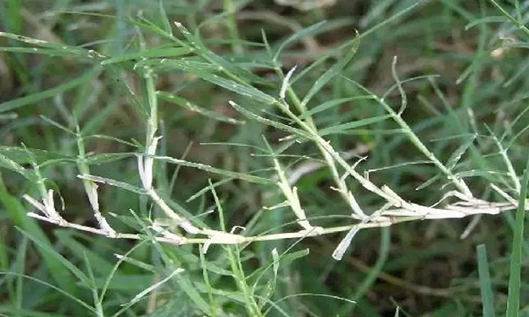 Benefits of Doob Grass: भगवान गणेश को चढ़ने वाली दूब घास के होते हैं सेहत और स्किन को ये फायदें