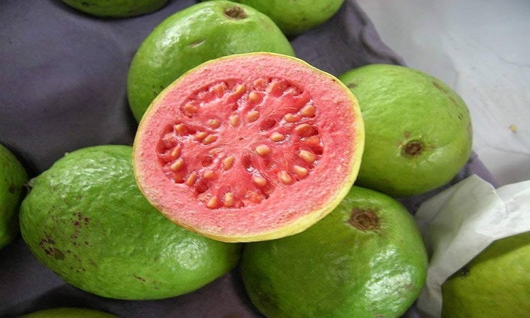Benefits of eating red guava: अगर ठेले पर दिख जाए लाल अमरुद तो फौरन खरीद लें, खाने से होते हैं ये बेहतरीन फायदे