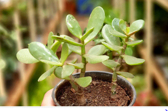 Vastu Tips : इस पौधे को रखें घर और और ऑफिस में, आर्थिक समस्या हो जाएगी दूर