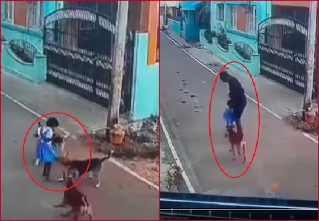 आखिर कब तक आवारा कुत्तों का शिकार बनेंगे बच्चे? तमिलनाडु में स्कूल से लौट रही बच्ची पर जानलेवा हमले का CCTV वीडियो वायरल
