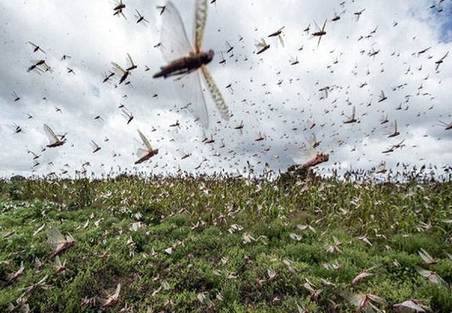 Locust Swarm Attack: फिर टिड्डी दल का अटैक! किसानों के लिए आने वाली है आफत