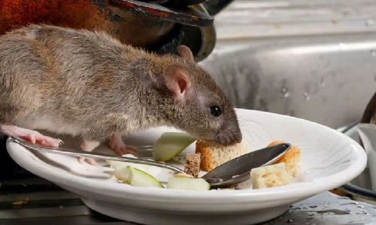 Trick to Drive Rats out of the House: घर में चूहों के आतंक से हैं परेशान तो अपनाएं ये ट्रिक, चूहे भूल जाएंगे आपके घर का रास्ता