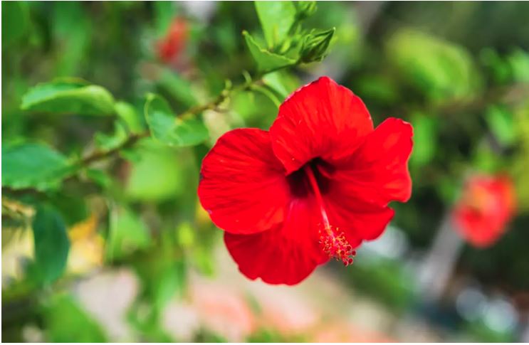 Vastu Tips : घर की इस दिशा में ये फूल लगाने से दूर होगी गरीबी, चुटकियों में बदल देता है किस्मत
