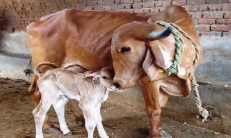 brutality with cow and one month old calf