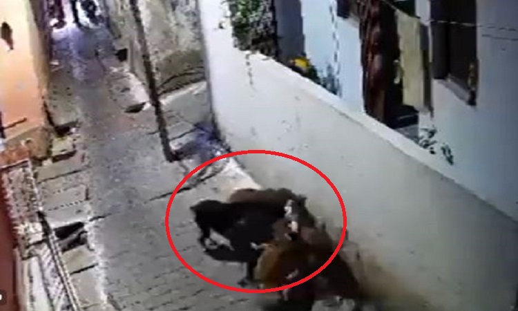 झांसी से दिल को दहला देने वाला Video, गली में खेल रहे मासूम बच्चे को कुत्तों के झुंड ने नोंचा