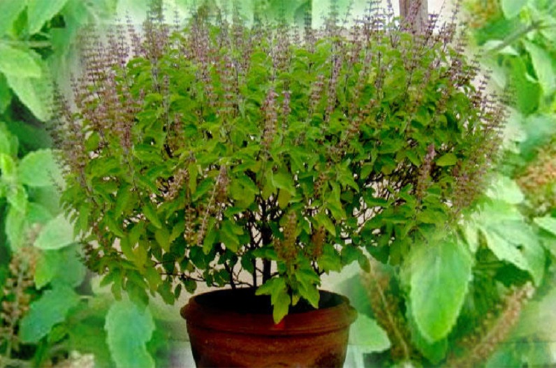 Tulsi plant : सुख समृद्धि के लिए घर के आंगन में लगाएं तुलसी का पौधा , इस दिशा में न लगाएं
