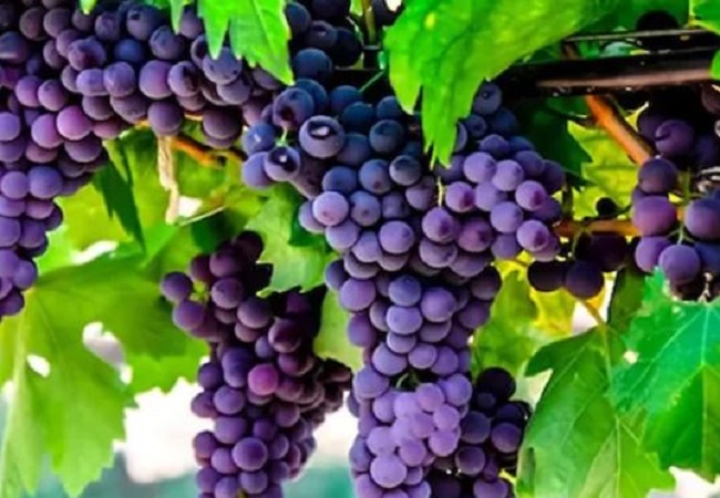 Benefits of Black Grapes: लंबा जीवन जीना चाहते हैं तो करें काले अंगूर का सेवन