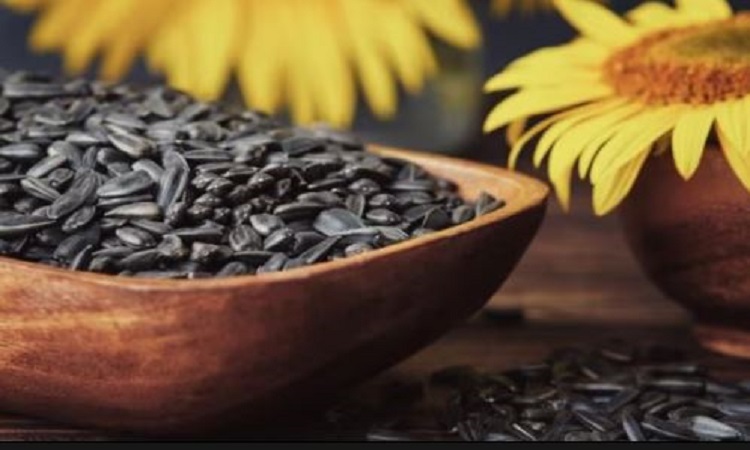 Benefits of Eating Sunflower Seeds: पाचन तंत्र को दुरुस्त रख पेट की दिक्कतों को दूर करने में हेल्प करता है सूरजमुखी के बीज