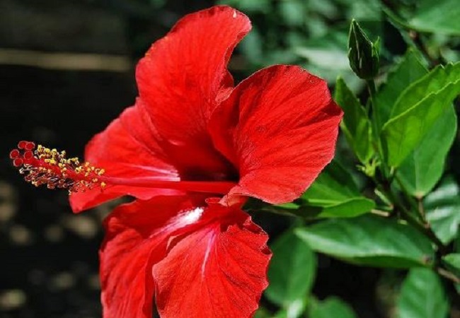 Benefits of Hibiscus Flower