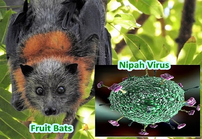 NIPAH Virus : केरल में निपाह वायरस संक्रमितों की संख्या बढ़कर हुई छह, जानिए कैसे फैलता है और इसके बचाव के लिए क्या करें?
