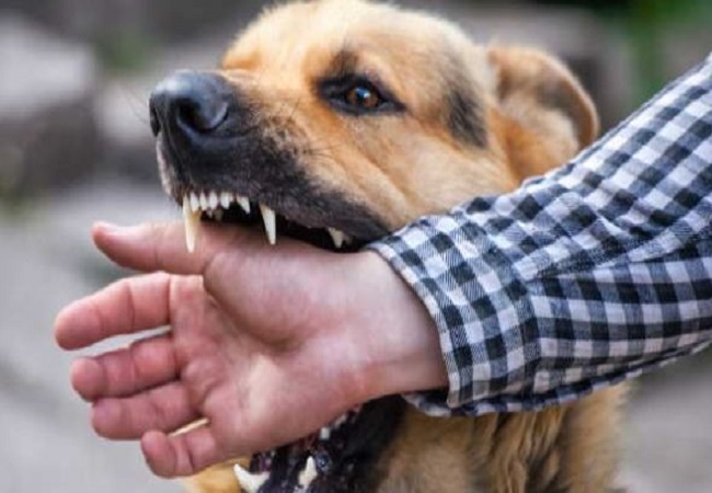 World Rabies Day 2023: कुत्ता काटने पर जरा सी लापरवाही हो सकती हैं खतरनाक, तुरंत करें ये काम