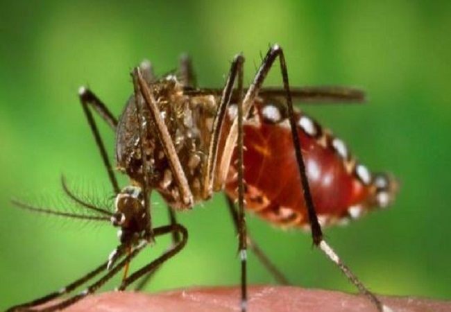 Dengue Fever: राजधानी लखनऊ में डेंगू के बढ़े मामले, इन जगहों पर किया गया एंटीलार्वा का छिड़काव