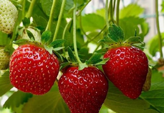 Benefits of Eating Strawberry: अगर स्ट्रॉबेरी खाना है बहुत पसंद, तो जान लें इसे खाने से होने वाले फायदे