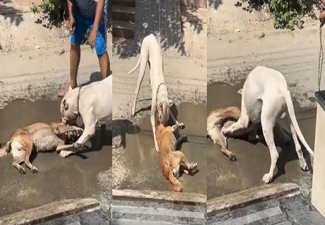 Dreaded pitbull dog made street dog its victim in Noida