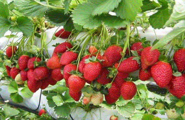 Health Benefits Of Strawberries : स्ट्रॉबेरी खाने के बहुत फायदे है,कुछ बीमारियों को रोकने में मददगार