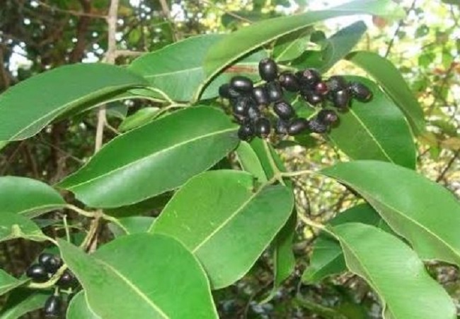 jamun leaf