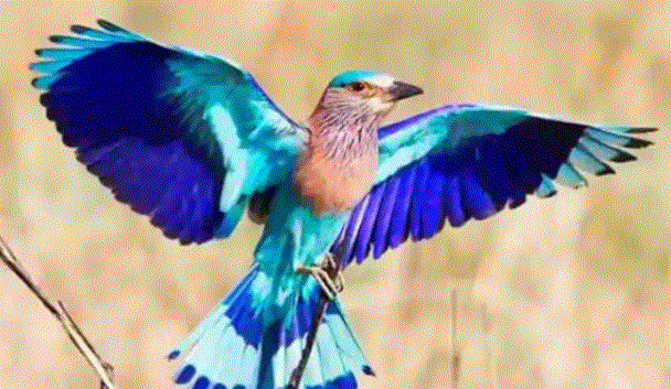 Dussehra Upay 2023 : दशहरे के दिन करें नीलकंठ पक्षी का दर्शन , दुखों सेछुटकारा मिलता है