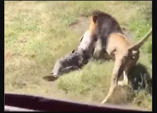Shocking Video: अचानक शेर ने किया बुजुर्ग शख्स पर हमला, और फिर …