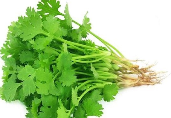 Benefits of green coriander